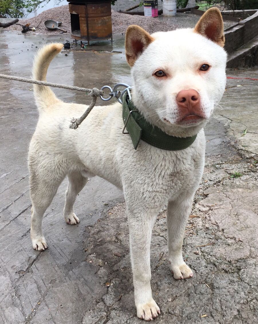 挑选优质下司犬等猎犬教你如何挑选优质下司犬等猎犬身材身材要五短