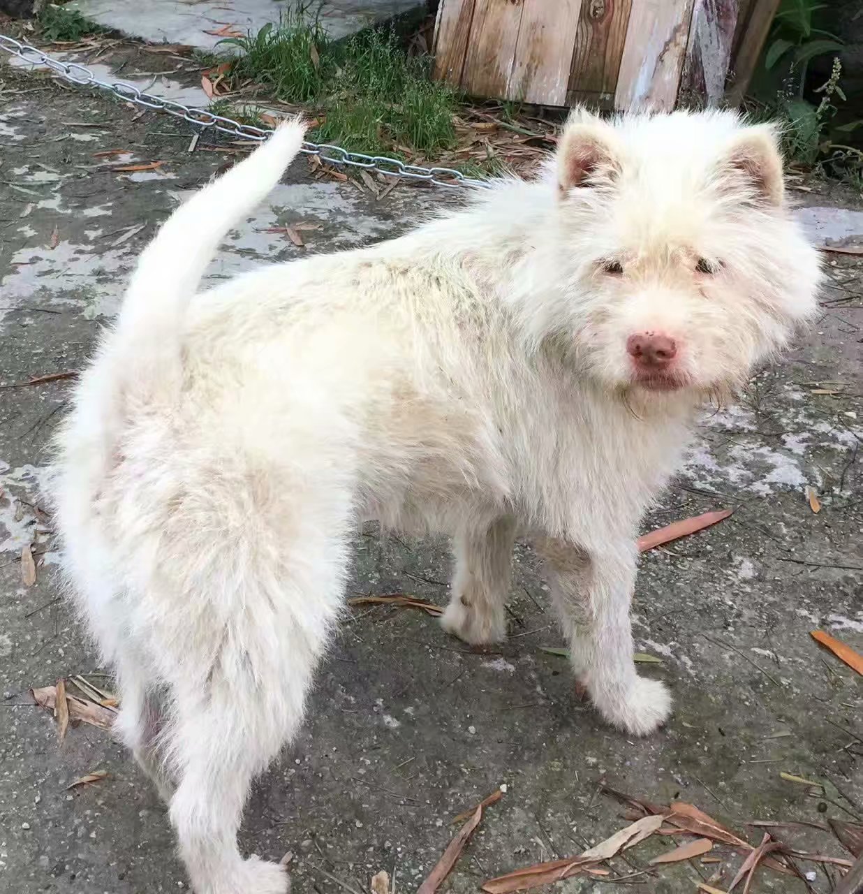 下司犬猎犬狗粮配方 纯种下司犬猎犬出售 下司犬猎犬狗粮配方 纯种下司犬猎犬出售